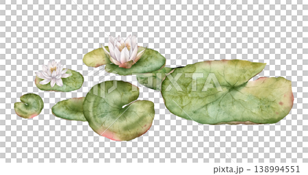 Watercolor bouquet of bud Water white Lily with green leaves. Hand drawn illustration Nuphar of lakewhite waterlily or lotus on isolated background. Beautiful composition chinese water lily Watercolor bouquet of bud Water white Lily with green leaves. Hand drawn illustration Nuphar of lakewhite waterlily or lotus on isolated background. Beautiful composition chinese water lily 138994551