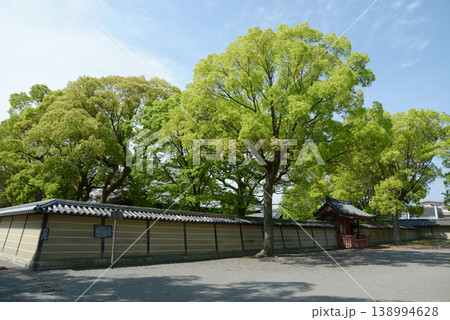 新緑の東寺 築地塀 京都市南区九条町 新緑の東寺 築地塀 京都市南区九条町 138994628