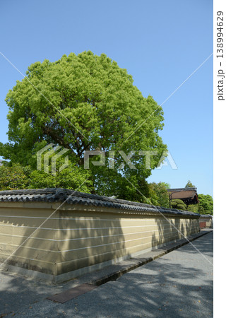 新緑の東寺 築地塀 京都市南区九条町 新緑の東寺 築地塀 京都市南区九条町 138994629