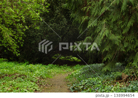 Path in the spring forest. Fresh spring foliage background. Environmental ecology background. 138994654