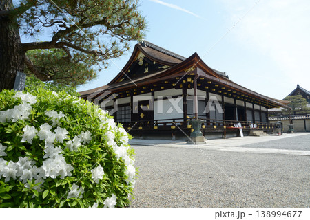 新緑の東寺 大黒堂 京都市南区九条町 新緑の東寺 大黒堂 京都市南区九条町 138994677