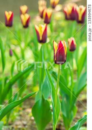 brown tulip flower with yellow stripe. picture of a blooming garden during spring. floral background for tulip greeting card. closeup view. shallow depth 138994678
