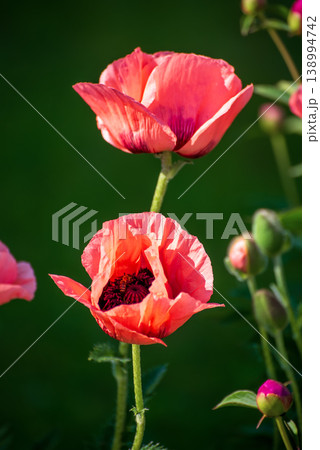Red spring poppy Red spring poppy 138994742