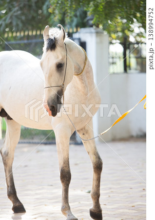 portrait of beautiful young grey Marwari stallion posing in beautiful authentic Indian yard. India portrait of beautiful young grey Marwari stallion posing in beautiful authentic Indian yard. India 138994752