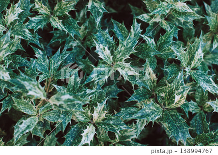 Fresh green Holly leaves (Ilex aquifolium (meserveae) in a summer garden. 138994767