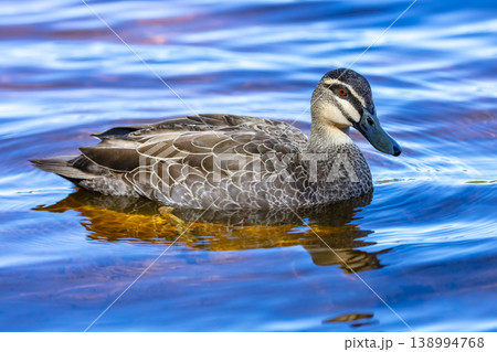 An Australian Black Duck paddling in a blue tinted freshwater lake 138994768