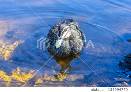 An Australian Black Duck paddling in a blue tinted freshwater lake 138994770