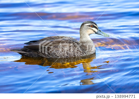 An Australian Black Duck paddling in a blue tinted freshwater lake 138994771
