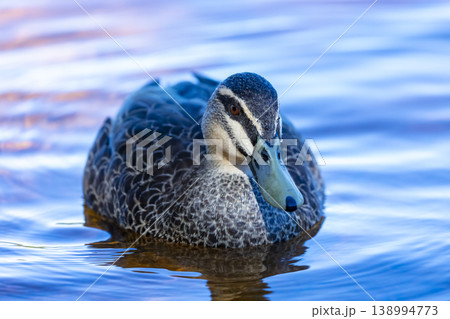 An Australian Black Duck paddling in a blue tinted freshwater lake An Australian Black Duck paddling in a blue tinted freshwater lake 138994773