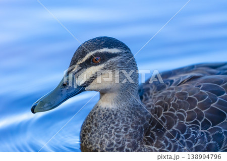 A portrait of an Australian Black Duck in a blue tinted freshwater lake 138994796