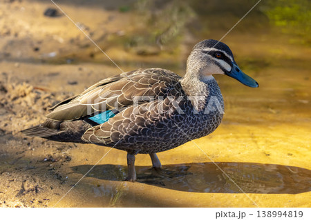 An Australian Black Duck walking on the shoreline of a freshwater lake 138994819