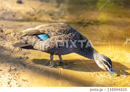 An Australian Black Duck walking on the shoreline of a freshwater lake 138994820