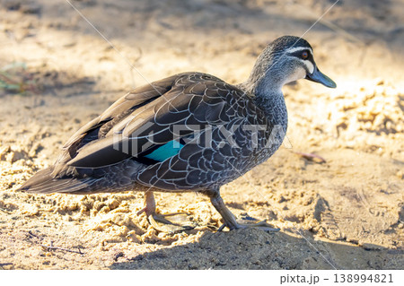 An Australian Black Duck walking on the shoreline of a freshwater lake 138994821
