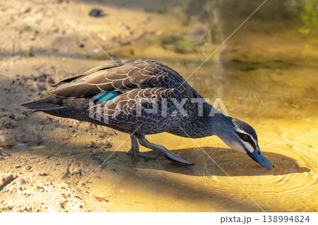 An Australian Black Duck walking on the shoreline of a freshwater lake 138994824
