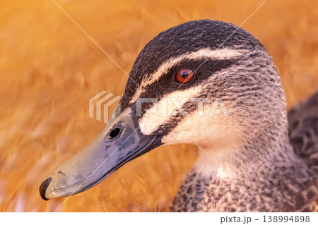 A portrait of an Australian Black Duck in an orange tinted freshwater lake 138994898