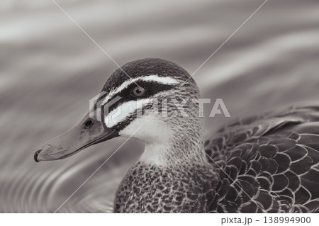 A portrait of an Australian Black Duck in a grey tinted freshwater lake 138994900