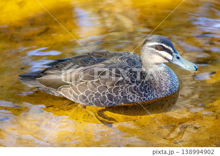 An Australian Black Duck paddling in an orange tinted freshwater lake 138994902