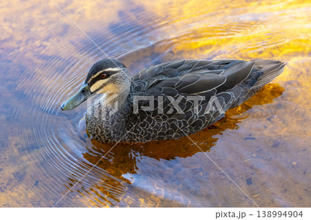 An Australian Black Duck paddling in an orange tinted freshwater lake An Australian Black Duck paddling in an orange tinted freshwater lake 138994904