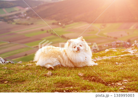 Fluffy Pomeranian dog sitting on a mountain slope in the Austrian Alps 138995003