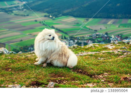 Fluffy Pomeranian dog sitting on a mountain slope in the Austrian Alps 138995004