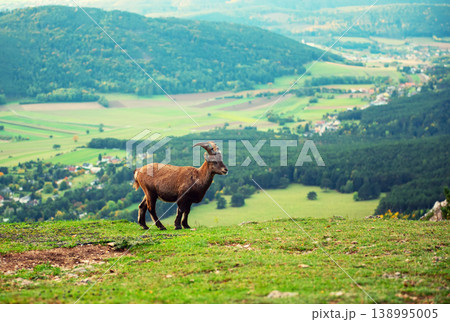 Wild alpine ibex standing on a mountain slope in Austria 138995005