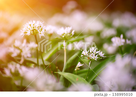 Wild garlic flowers growing in the spring forest. Ramson blossoms, seasonal background 138995010