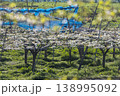 満開の梨の花 138995092
