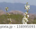 満開の梨の花 138995093