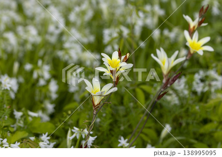 スパラキシスとアリウム・トリケトラムの花畑  138995095
