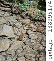 Common Toad Camouflaged Among Stones in Shallow Water Natural Habitat 138995174