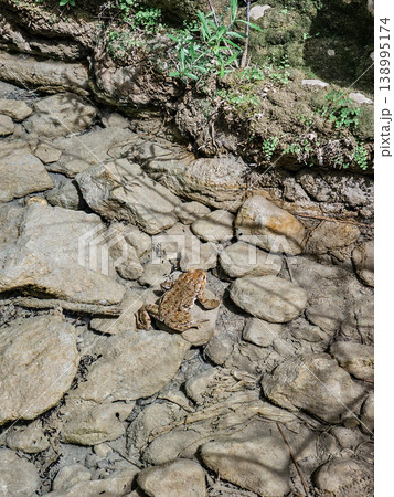 Common Toad Camouflaged Among Stones in Shallow Water Natural Habitat Common Toad Camouflaged Among Stones in Shallow Water Natural Habitat 138995174