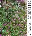 Close Up of Blooming Orlaya and Pink Wild Geranium Flowers Spring Floral Background 138995181