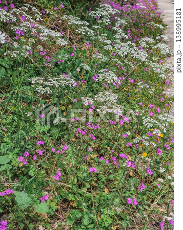 Close Up of Blooming Orlaya and Pink Wild Geranium Flowers Spring Floral Background 138995181