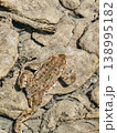 Adult Toad Surrounded by Tadpoles in Natural Water Habitat Close Up 138995182