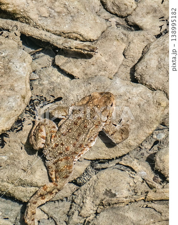 Adult Toad Surrounded by Tadpoles in Natural Water Habitat Close Up Adult Toad Surrounded by Tadpoles in Natural Water Habitat Close Up 138995182