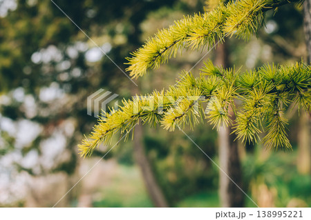 Fluffy fresh branches of larch. Close-up. Fluffy fresh branches of larch. Close-up. 138995221