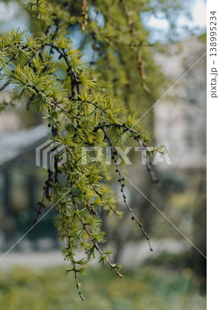 Fluffy fresh branches of larch. Close-up. 138995234