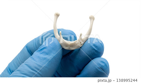 Hand holding u-shaped human hyoid bone (neck bone not connected to any other bone), isolated on transparent background, representing throat anatomy and speech/swallowing mechanics 138995244