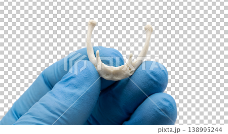 Hand holding u-shaped human hyoid bone (neck bone not connected to any other bone), isolated on transparent background, representing throat anatomy and speech/swallowing mechanics 138995244