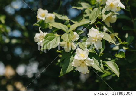 Blooming branches of Jasmine in a garden on a sunny day. Blooming branches of Jasmine in a garden on a sunny day. 138995307