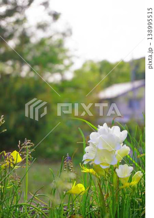 春の庭で咲く黄色と白のフリージアの花とコピースペース 春の庭で咲く黄色と白のフリージアの花とコピースペース 138995515