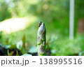 畑で成長する新鮮なアスパラガスの先端とハエ 138995516
