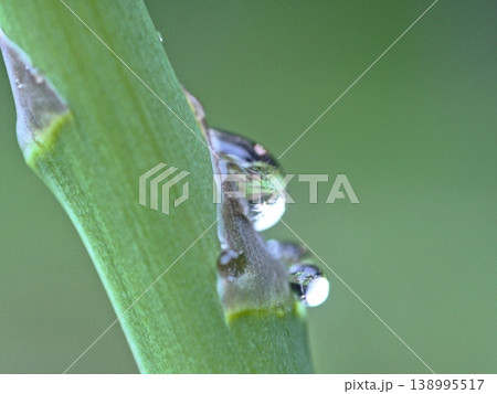 水滴をまとった春のオーガニック野菜・アスパラガス 138995517