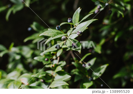 Myrtle branches with dark blue berries on a sunny day. Myrtle branches with dark blue berries on a sunny day. 138995520