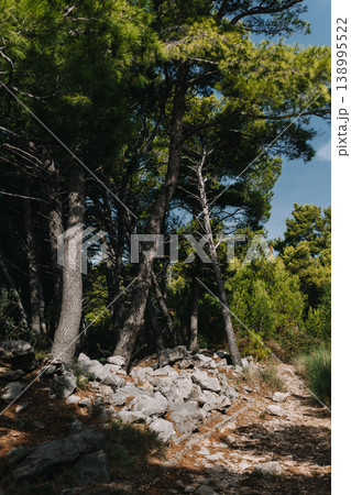 Amazing green cedar trees on a hill on a sunny day. Amazing green cedar trees on a hill on a sunny day. 138995522