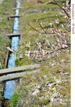 満開の梅の木が並ぶ梅の里通り（新潟県新潟市江南区） 138995542