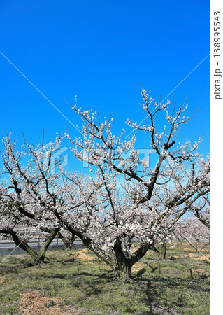 満開の梅の木が並ぶ梅の里通り(新潟県新潟市江南区) 満開の梅の木が並ぶ梅の里通り(新潟県新潟市江南区) 138995543