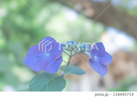 紫陽花 紫陽花 138995719