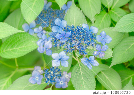紫陽花 138995720