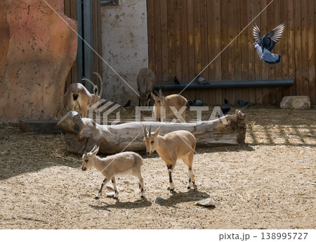 Young Nubian ibex (Capra nubiana) 138995727